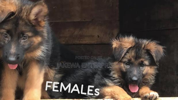 1-3 months Female Purebred German Shepherd