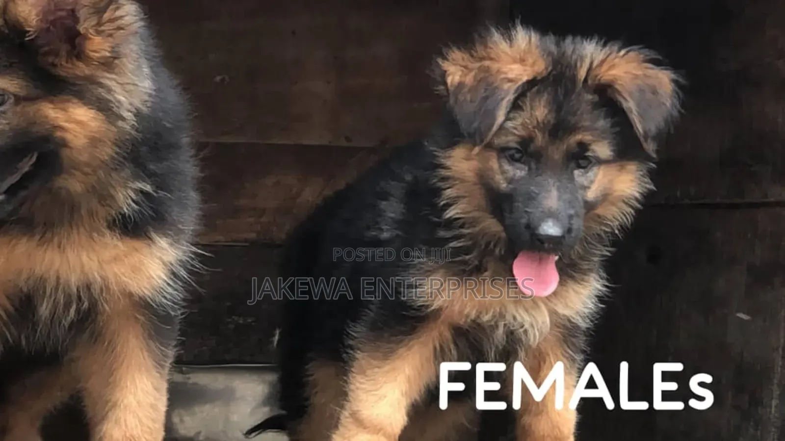 1-3 months Female Purebred German Shepherd