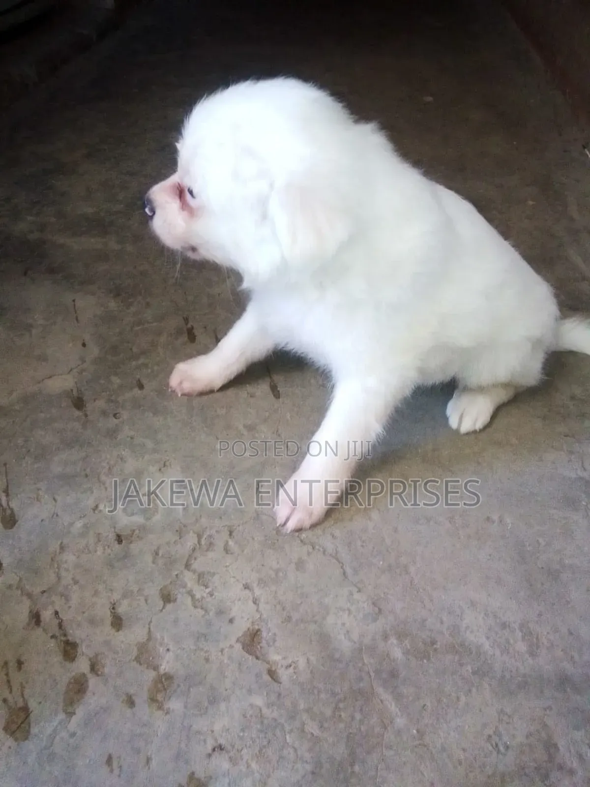 1-3 months Male Purebred Japanese Spitz
