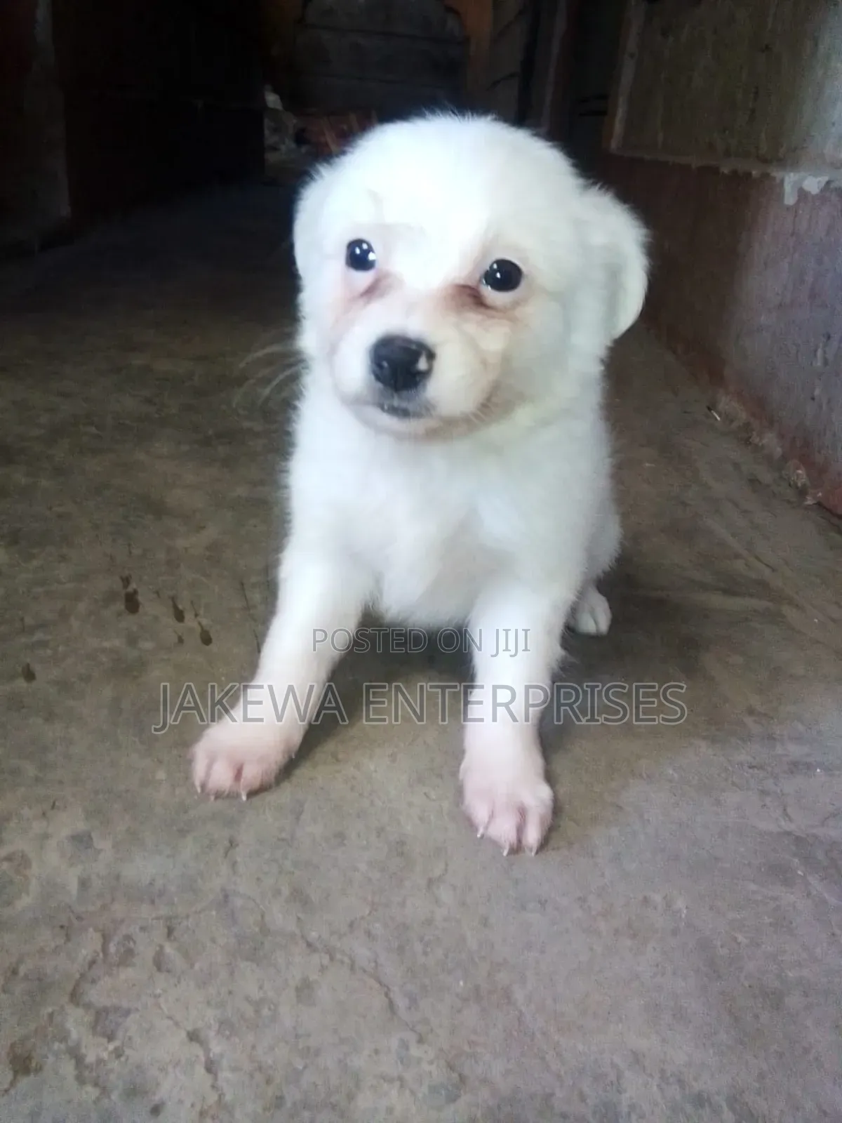 1-3 months Male Purebred Japanese Spitz