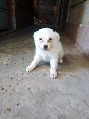 1-3 months Male Purebred Japanese Spitz