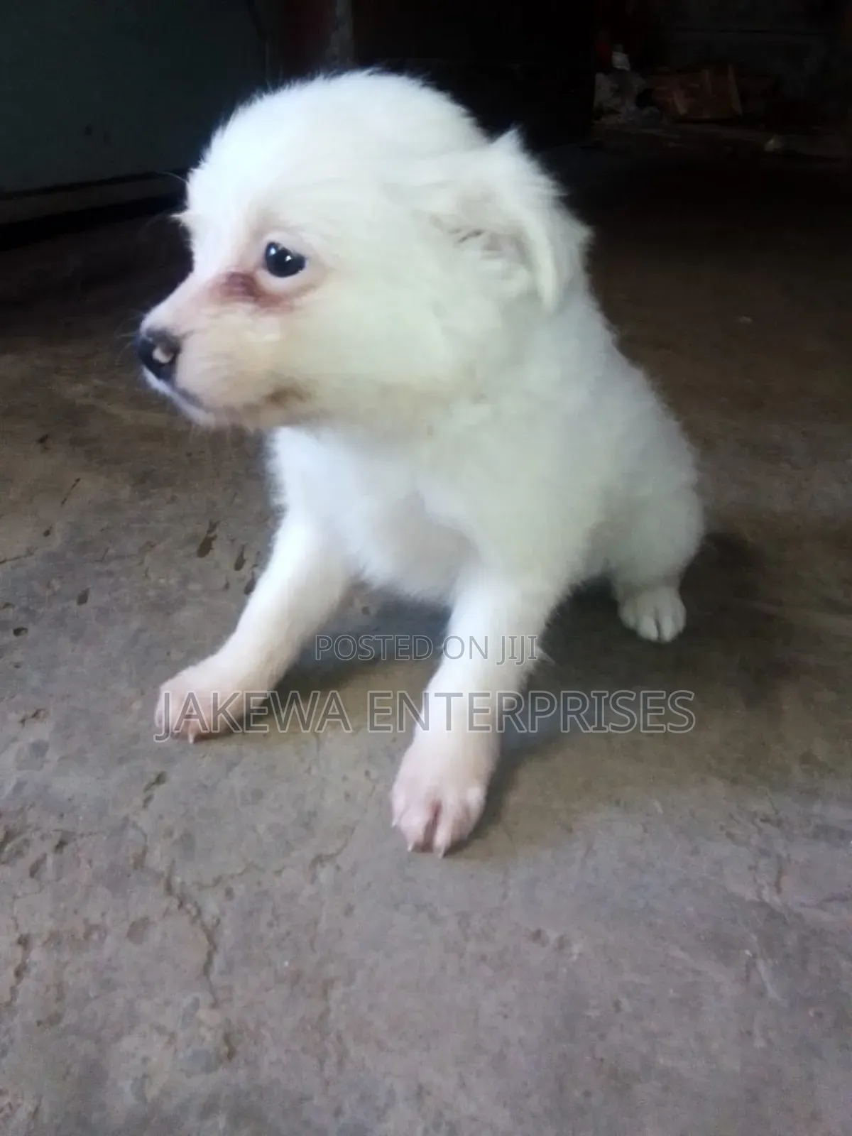 1-3 months Male Purebred Japanese Spitz