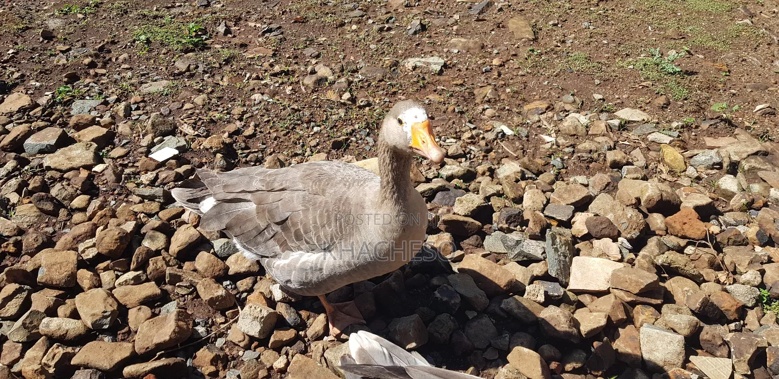 Mature Geese