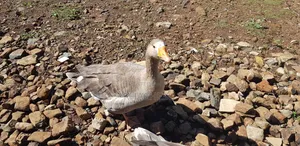 Mature Geese