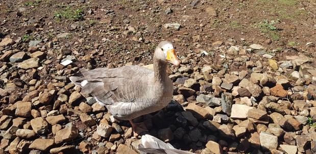 Mature Geese