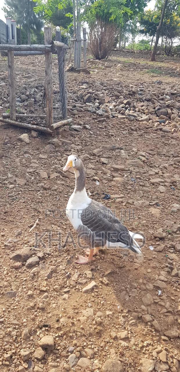 Mature Geese - thumbnail 2