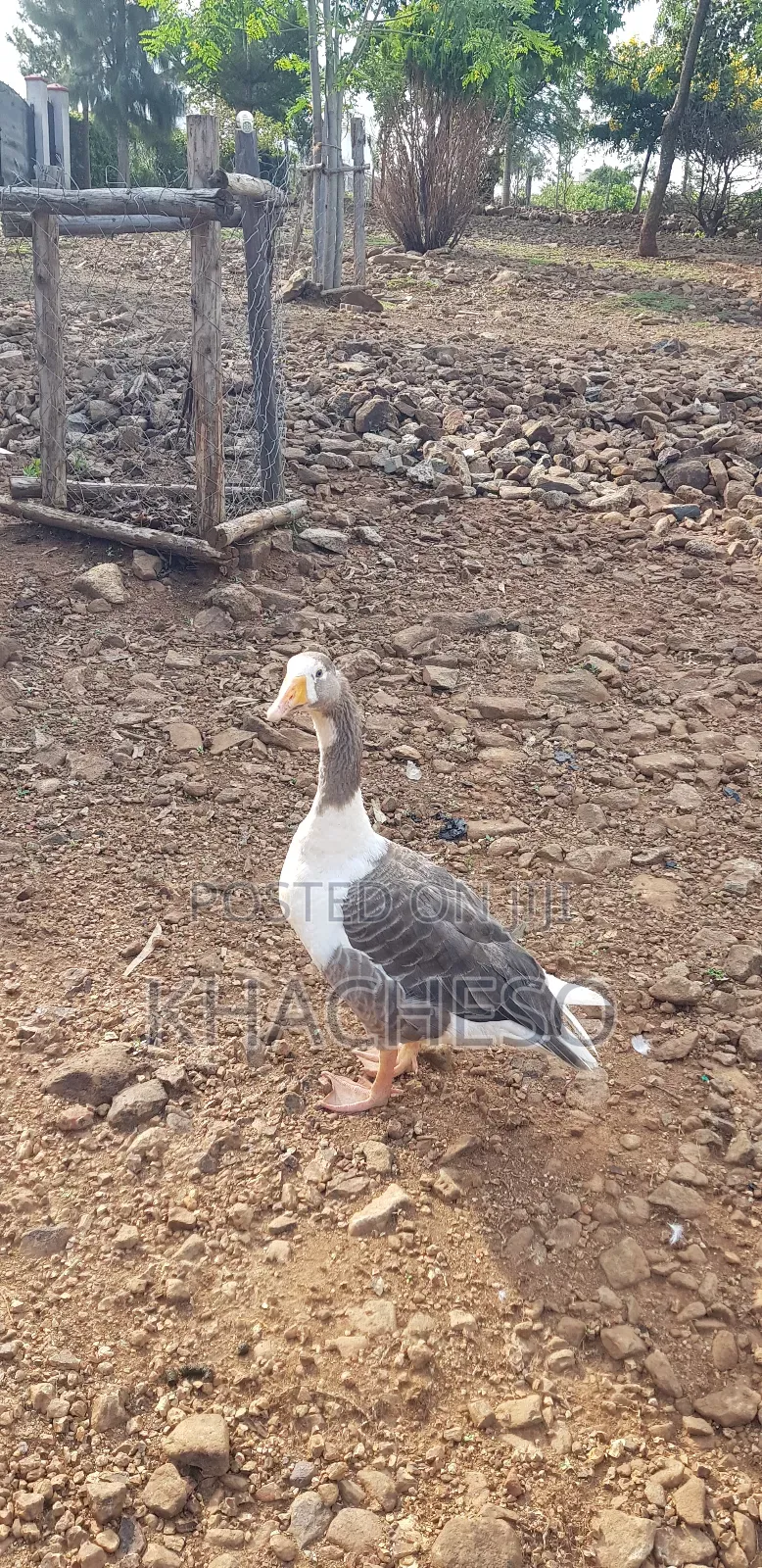 Mature Geese