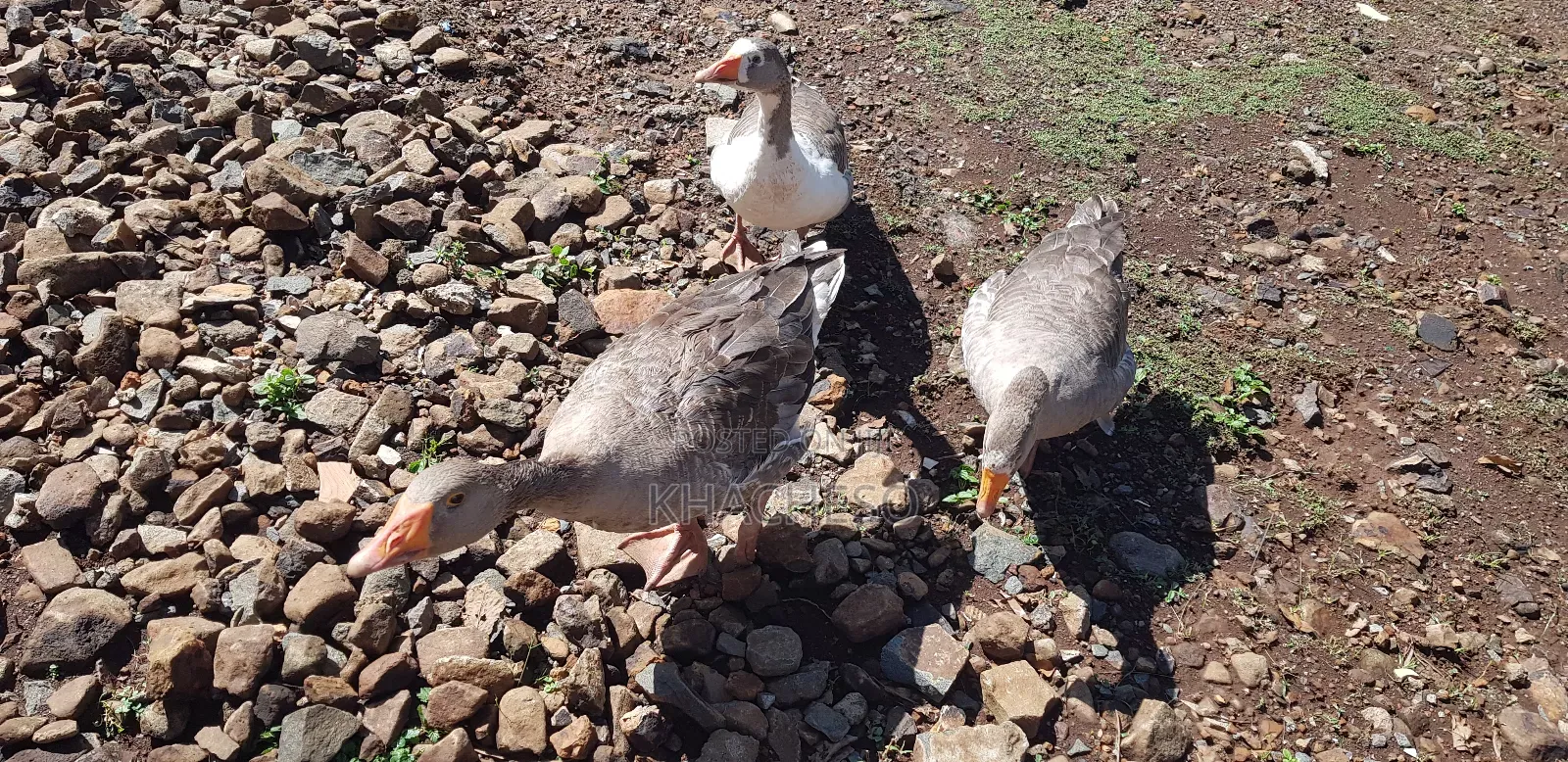 Mature Geese