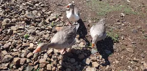 Mature Geese
