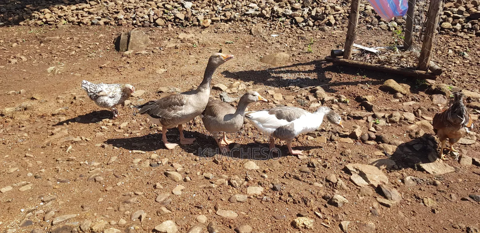 Mature Geese