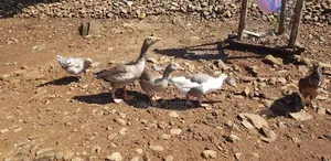 Mature Geese
