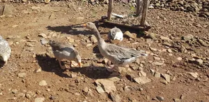 Mature Geese