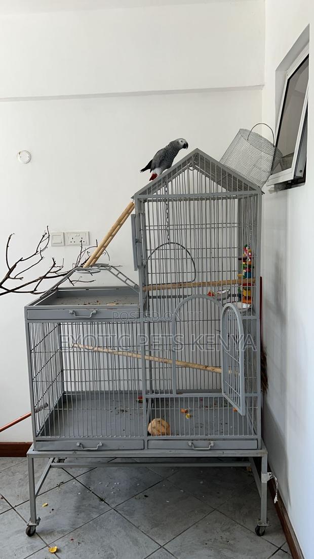 Imported Parrot Cage High Quality