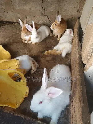 Rabbits on Sale