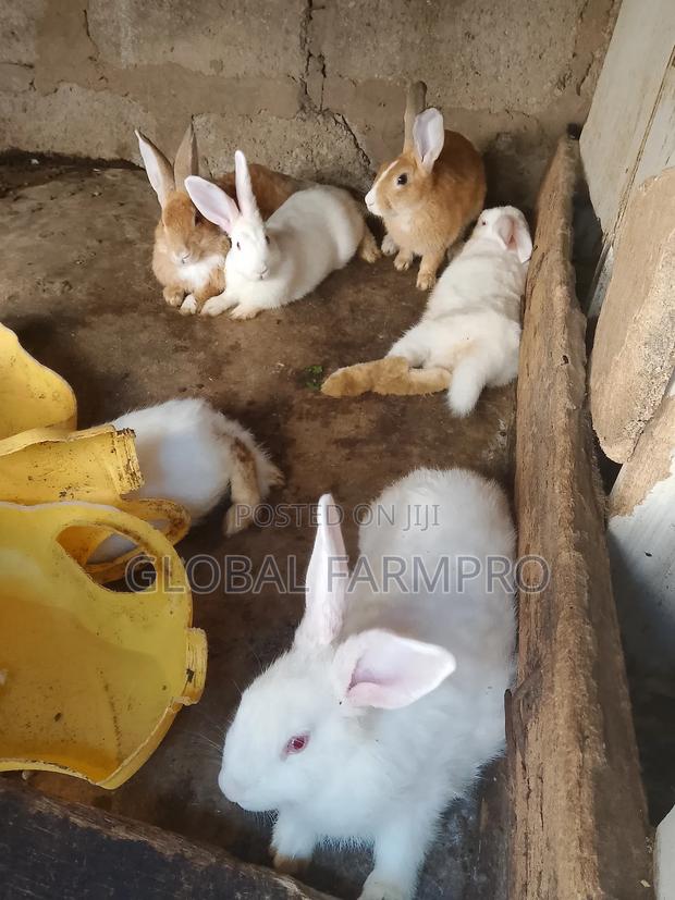 Rabbits on Sale - thumbnail 2