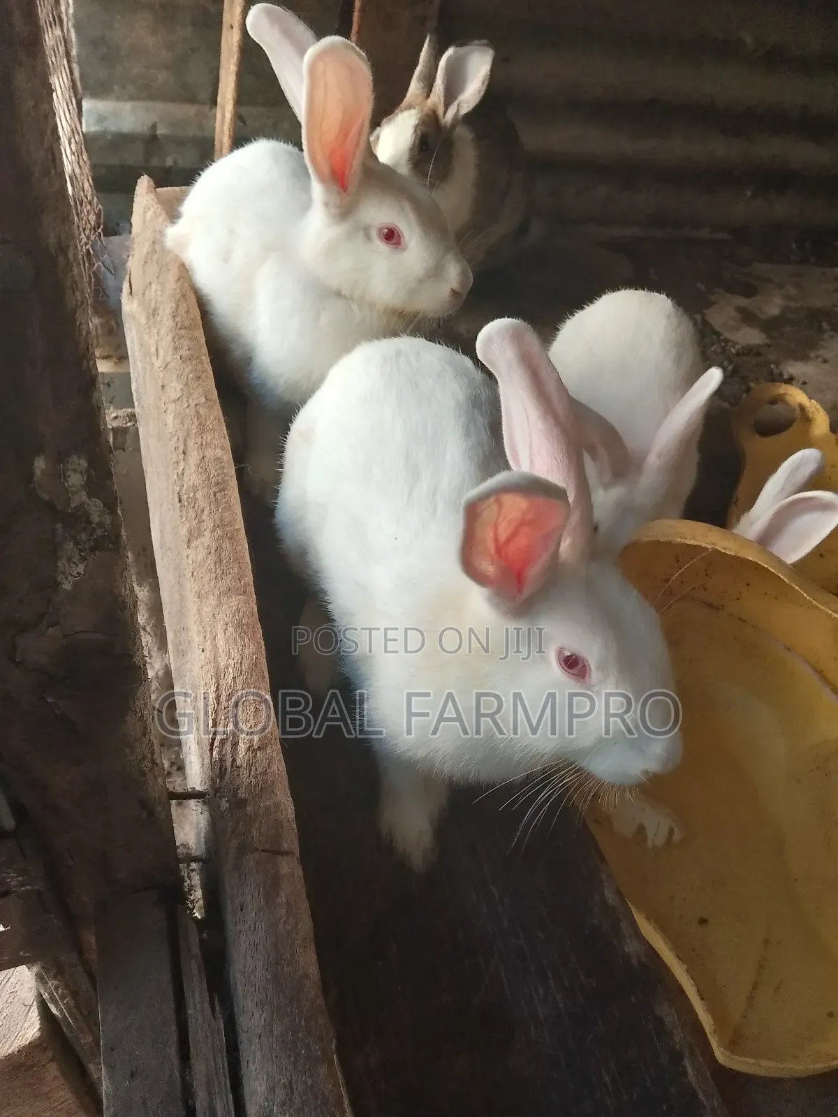 Rabbits on Sale
