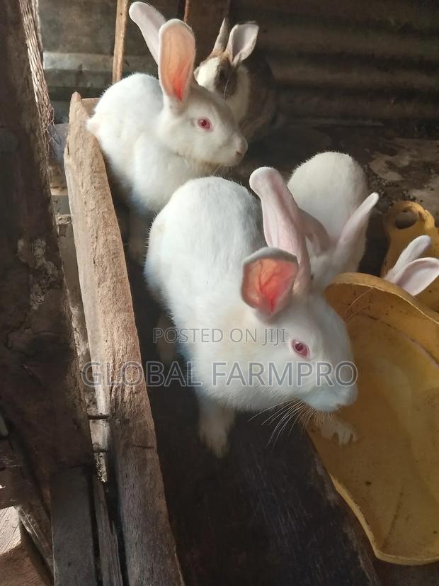 Rabbits on Sale - thumbnail 3