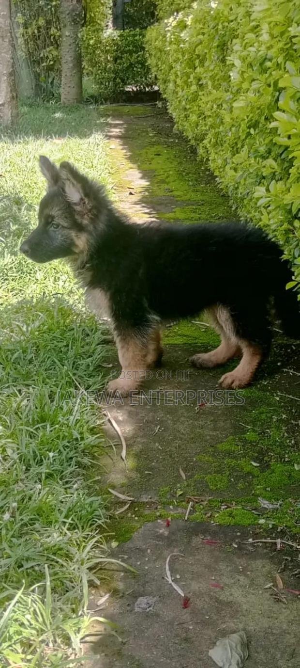 1-3 months Male Purebred German Shepherd