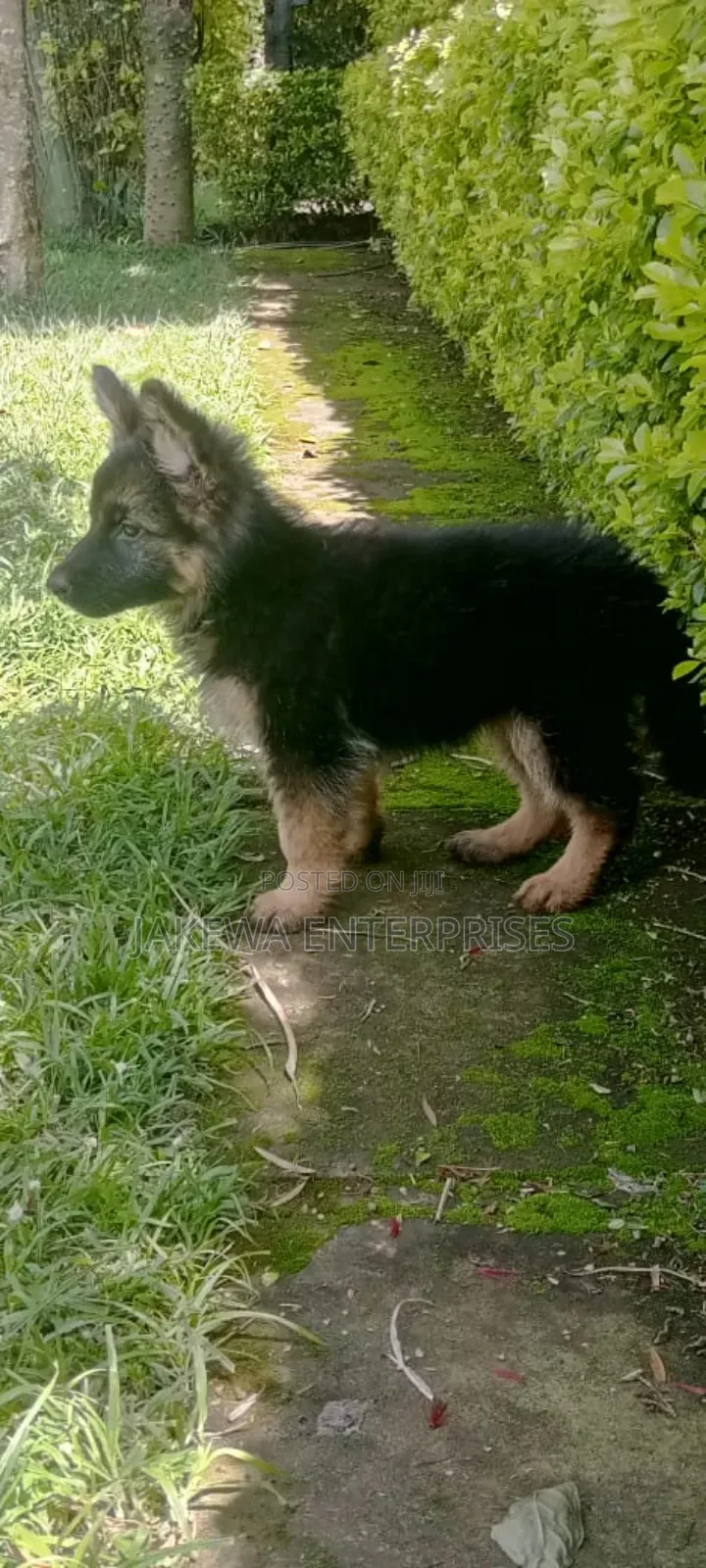 1-3 months Male Purebred German Shepherd