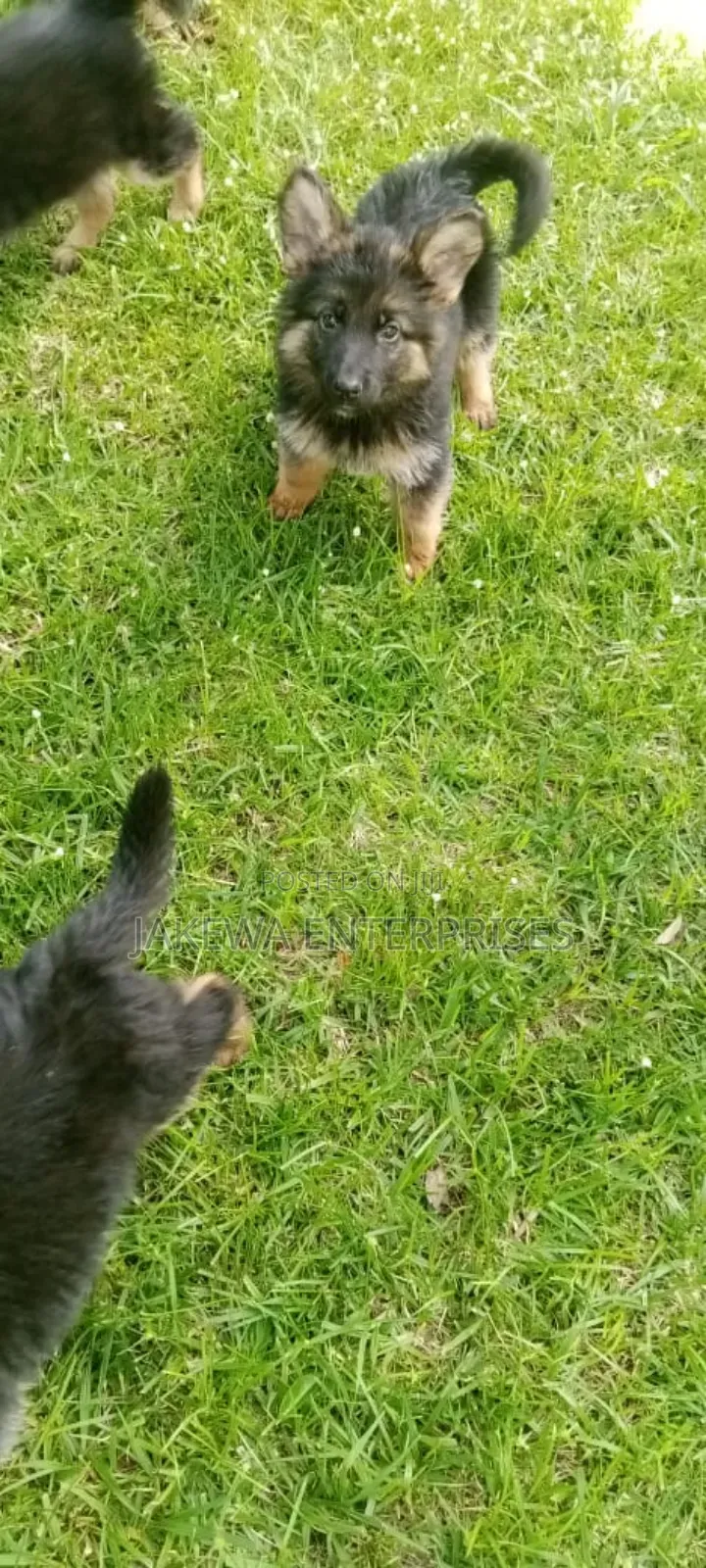 1-3 months Male Purebred German Shepherd