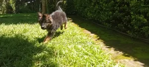 1-3 months Male Purebred German Shepherd