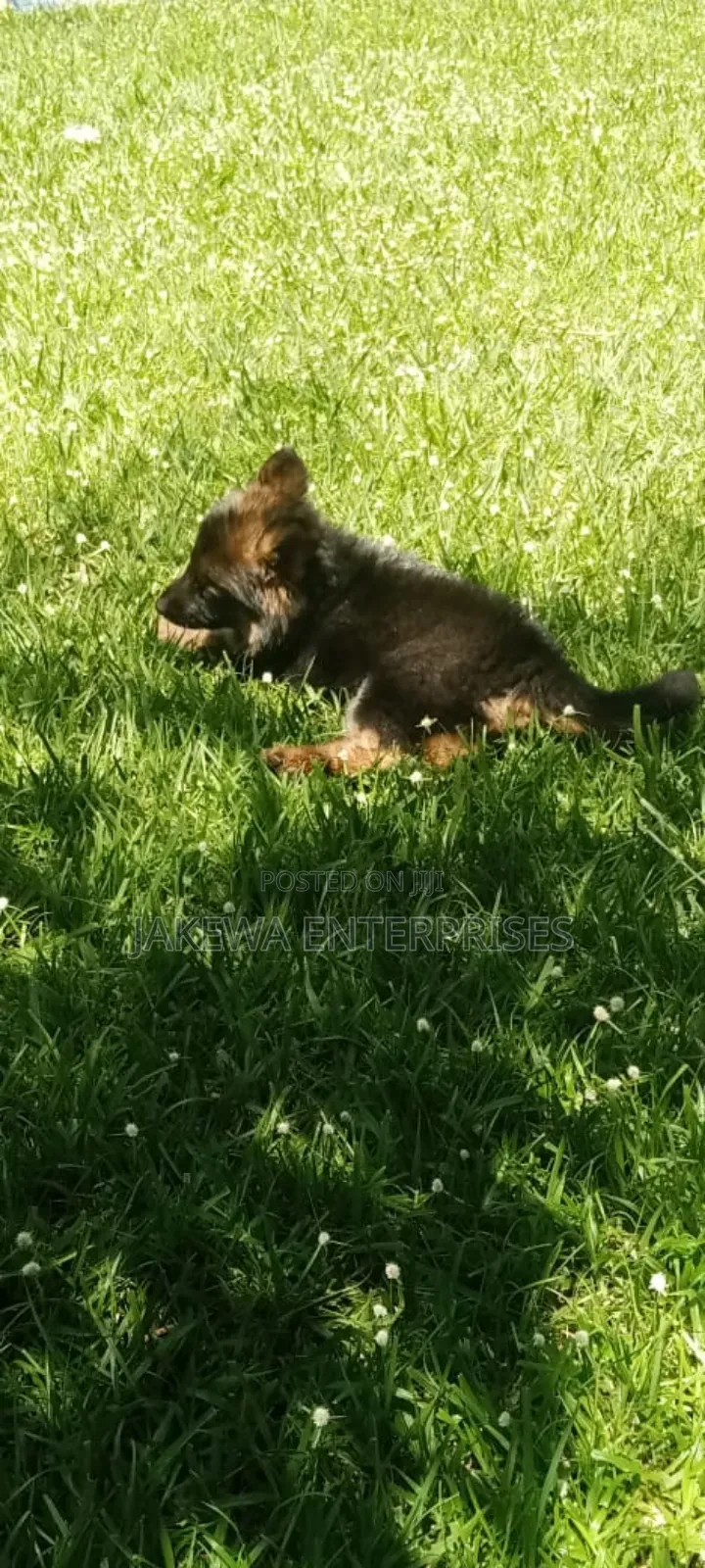 1-3 months Female Purebred German Shepherd