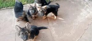 1-3 months Female Purebred German Shepherd