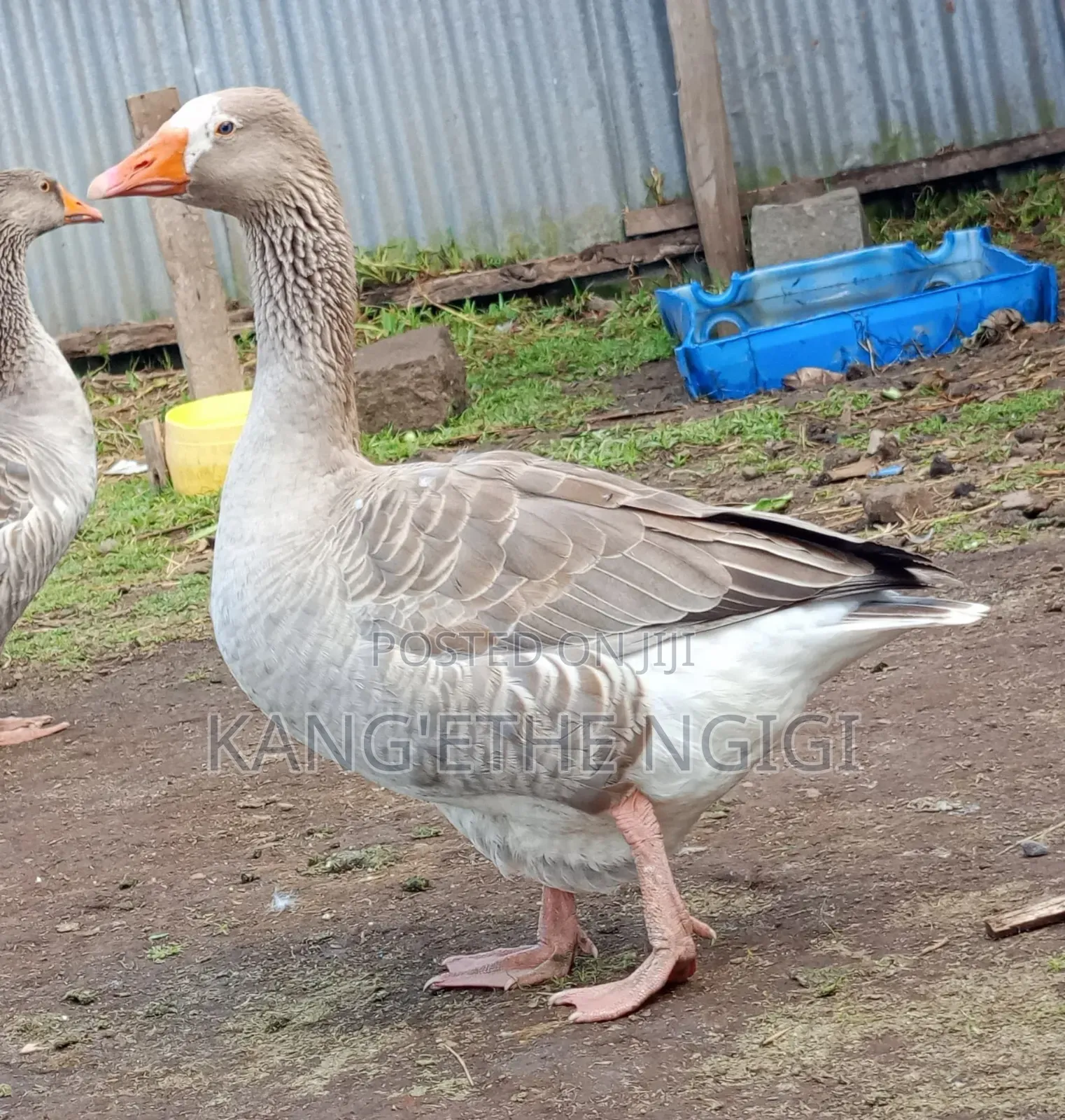 Mature Goose Ready for Rehoming Buy and Expect Goslings Soon