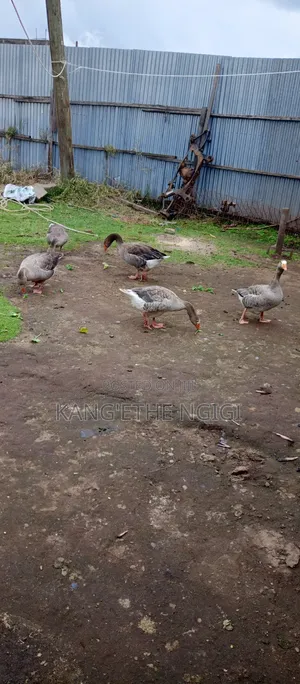Mature Goose Ready for Rehoming Buy and Expect Goslings Soon