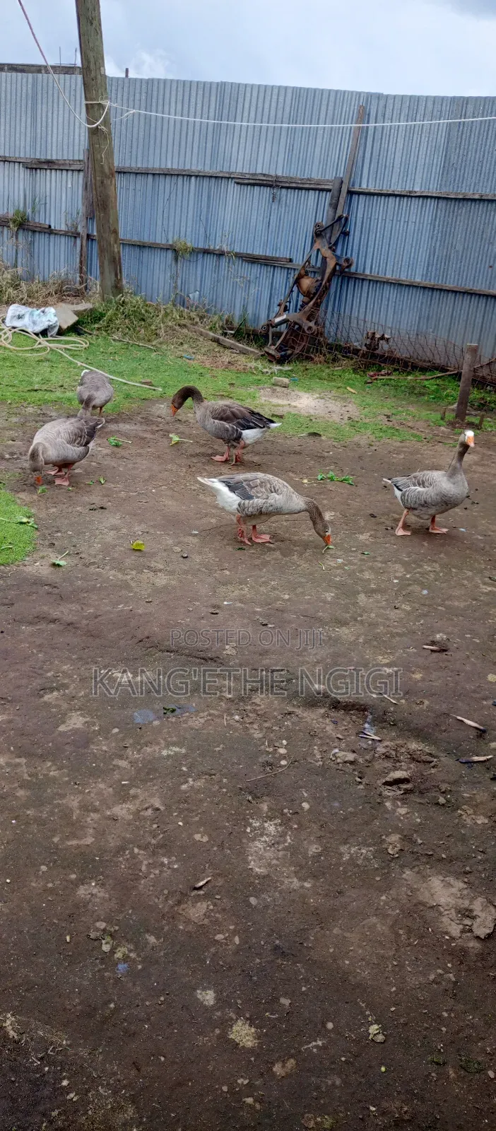 Mature Goose Ready for Rehoming Buy and Expect Goslings Soon