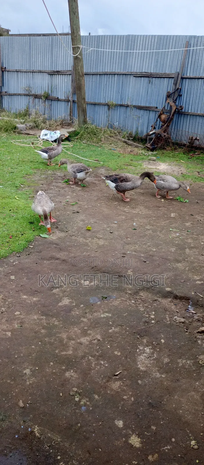 Mature Goose Ready for Rehoming Buy and Expect Goslings Soon