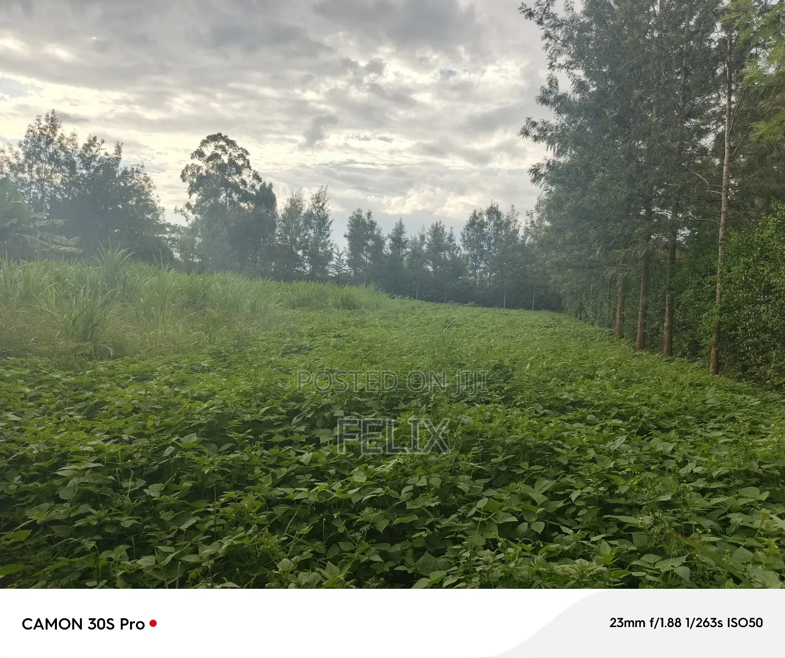 Nyeri/Kimathi Quota Acre