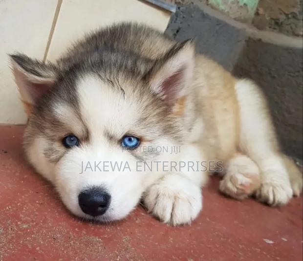 1-3 months Male Purebred Siberian Husky