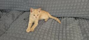 1-3 months Male Mixed Breed Mixed - thumbnail 2