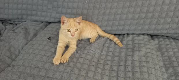 1-3 months Male Mixed Breed Mixed - main view