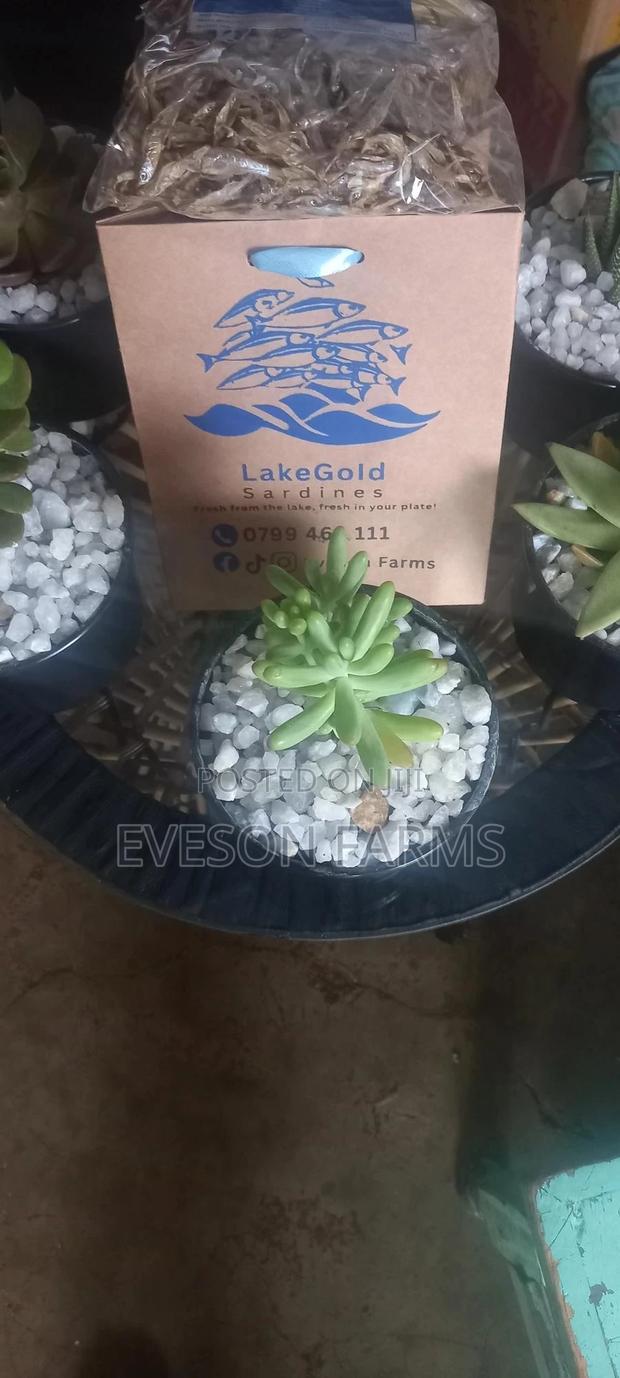 Lakegold Sardines(Omena) - thumbnail 3