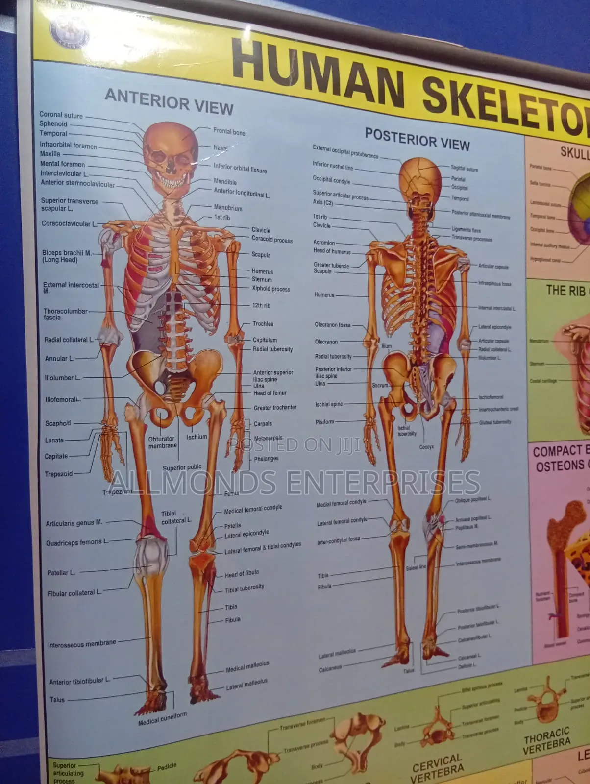 Chart of Human Skeleton