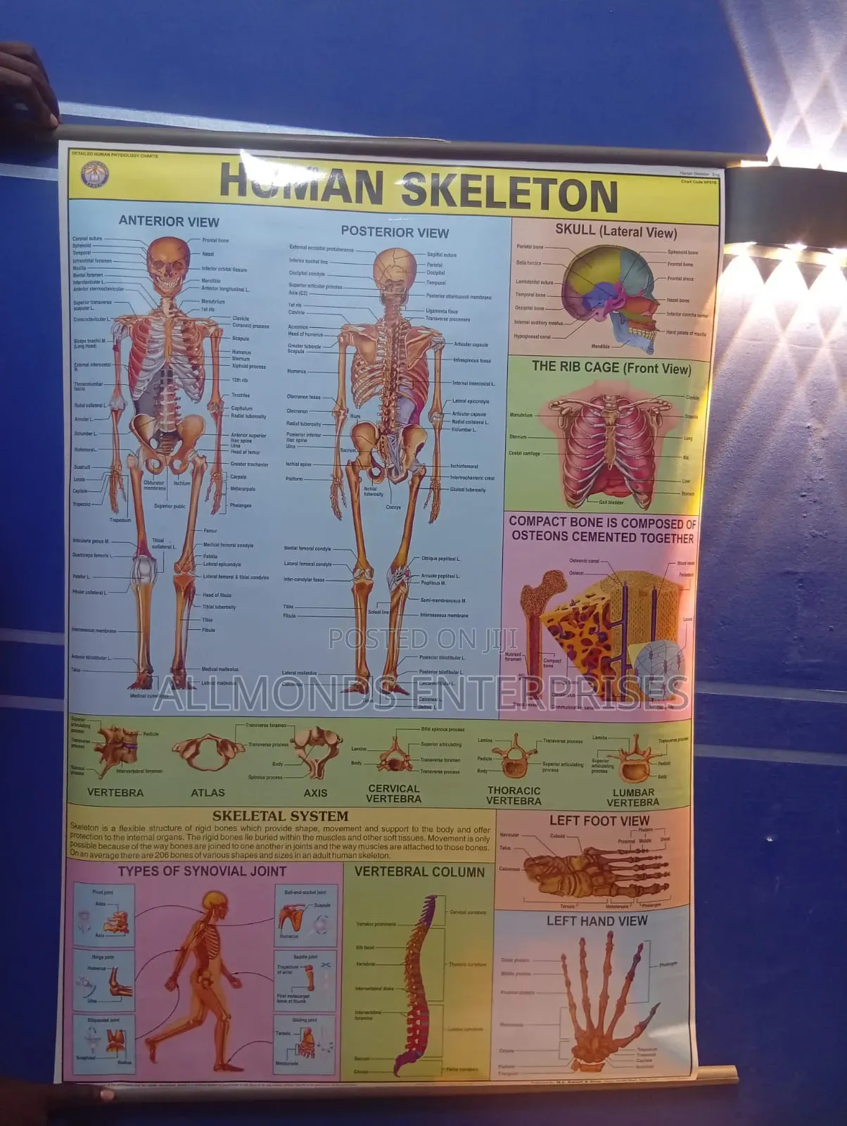 Chart of Human Skeleton