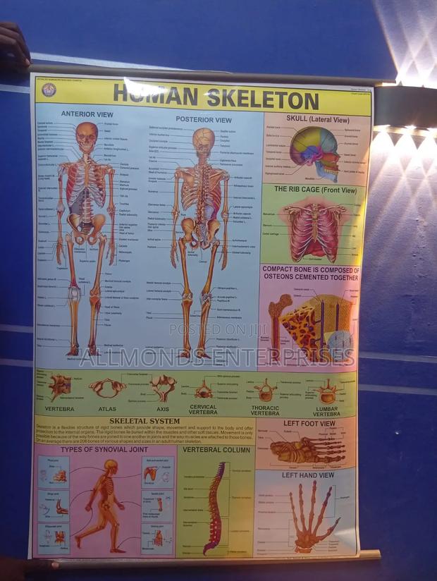 Chart of Human Skeleton - main view