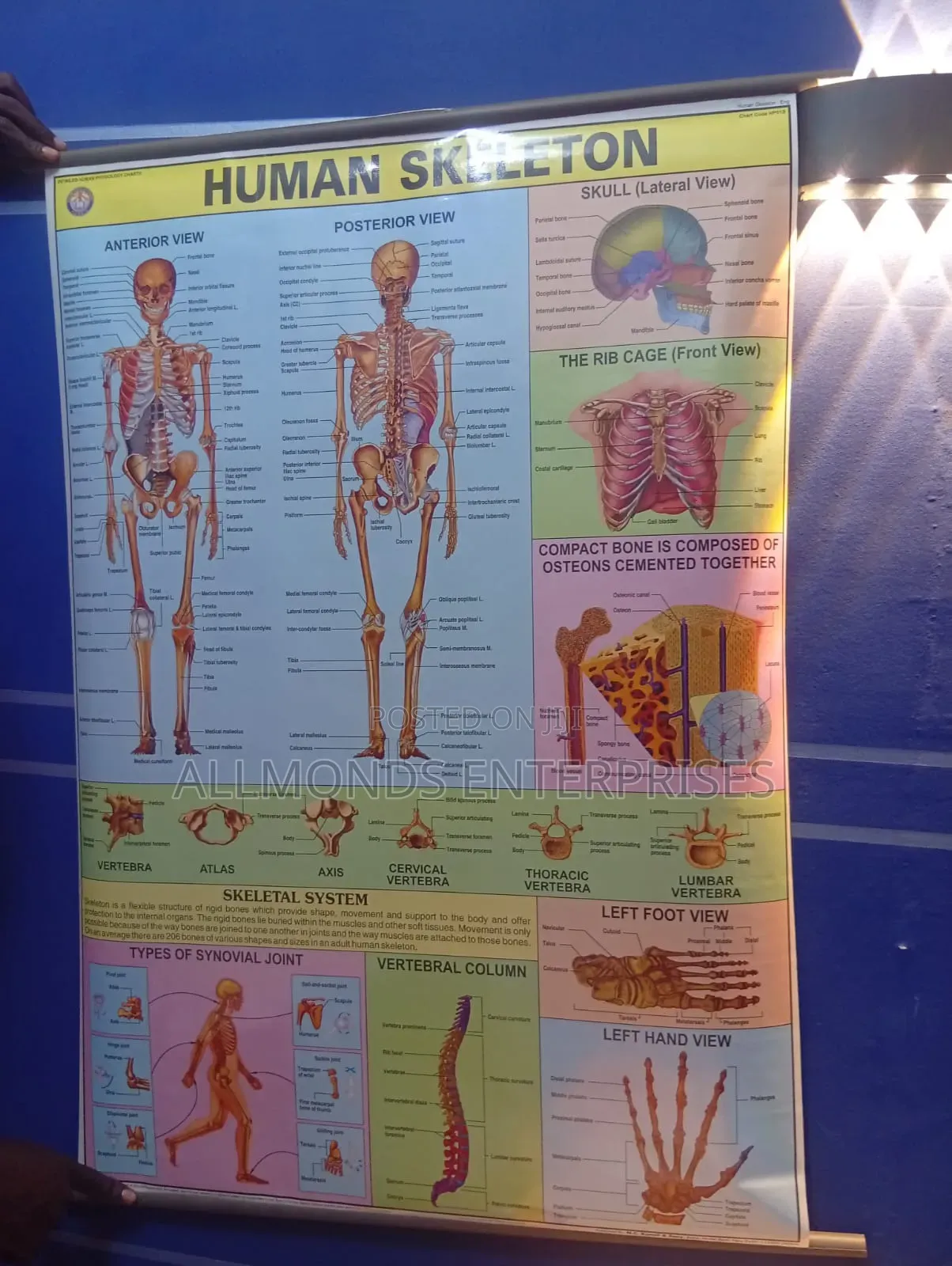 Chart of Human Skeleton