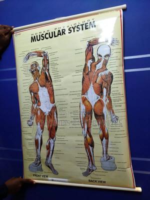 Chart- Mascular Chart - thumbnail 2