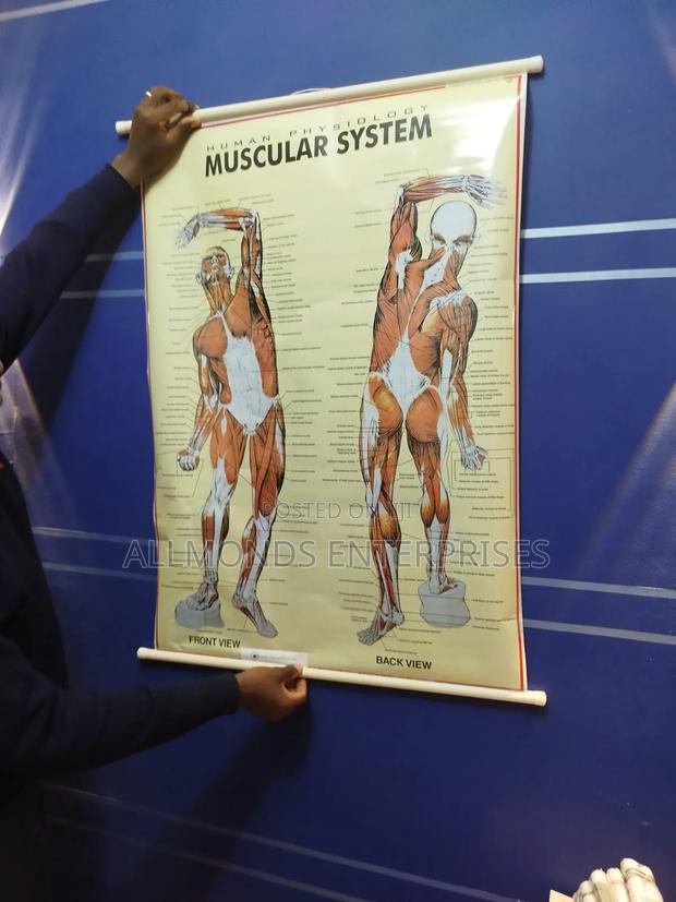 Chart- Mascular Chart - thumbnail 3