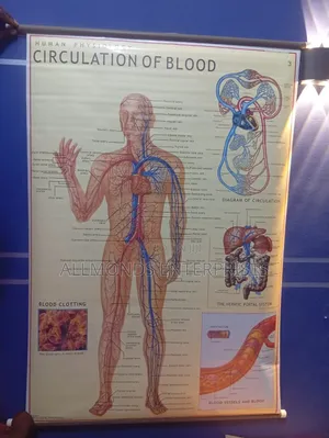 Chart- Circulation of Blood