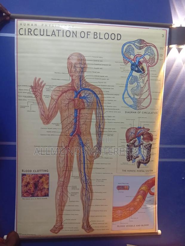 Chart- Circulation of Blood - thumbnail 3