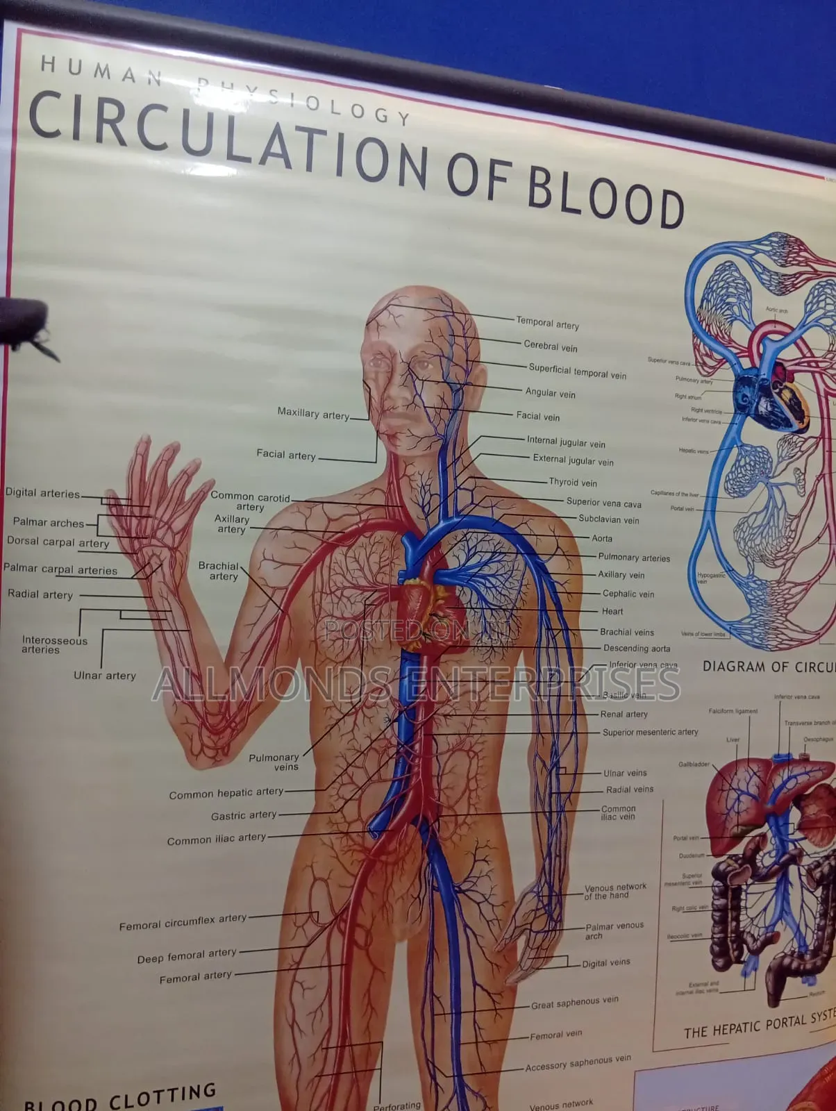Chart- Circulation of Blood