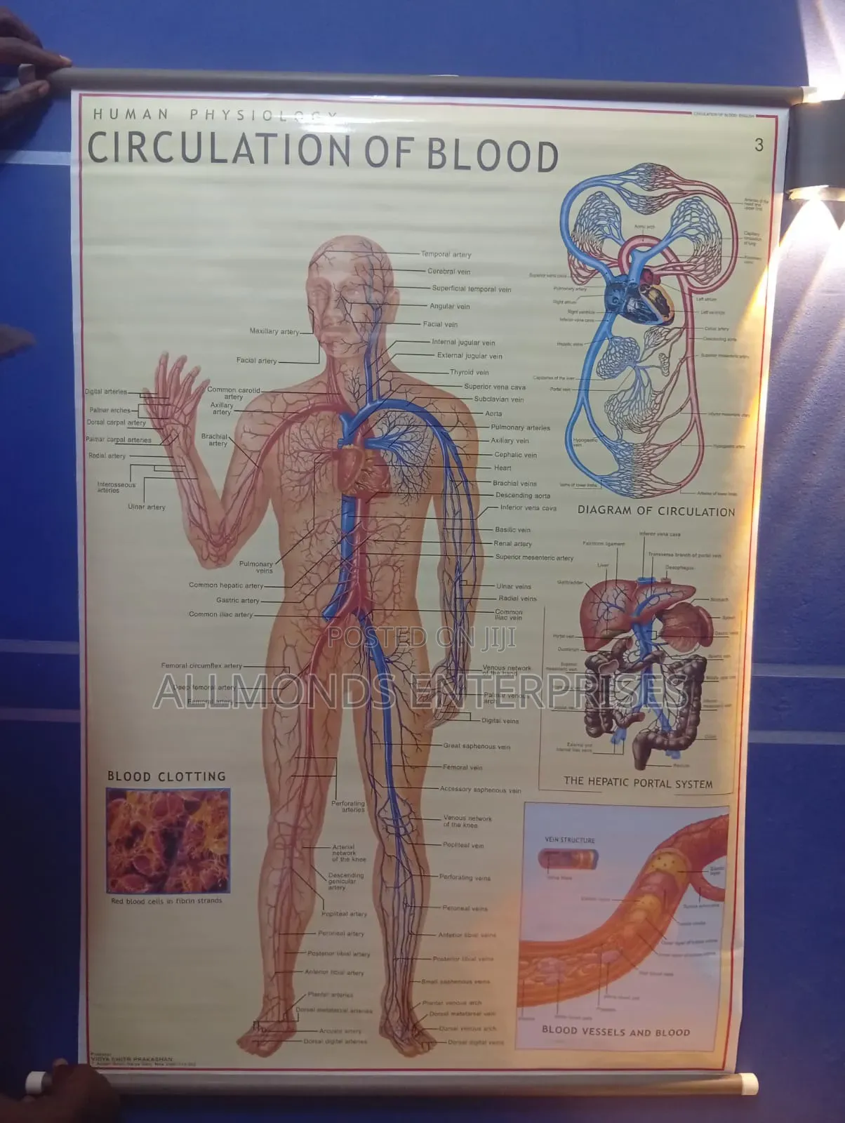 Chart- Circulation of Blood