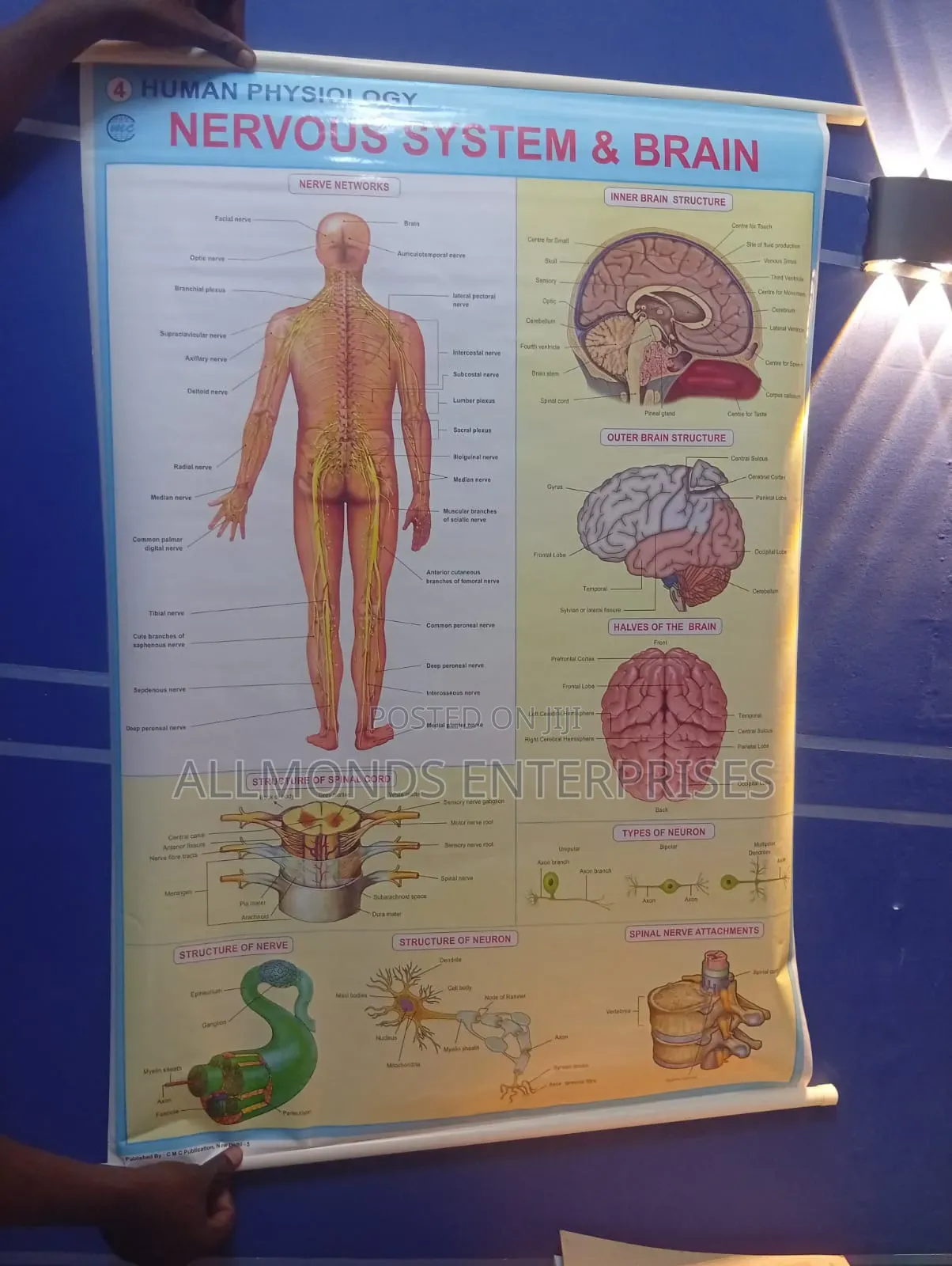 Chart- Nervous System and Brain
