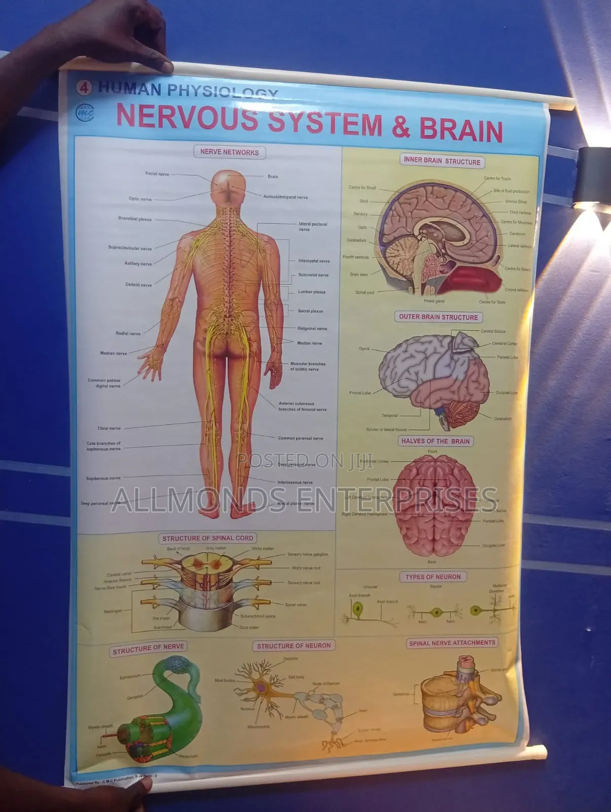Chart- Nervous System and Brain