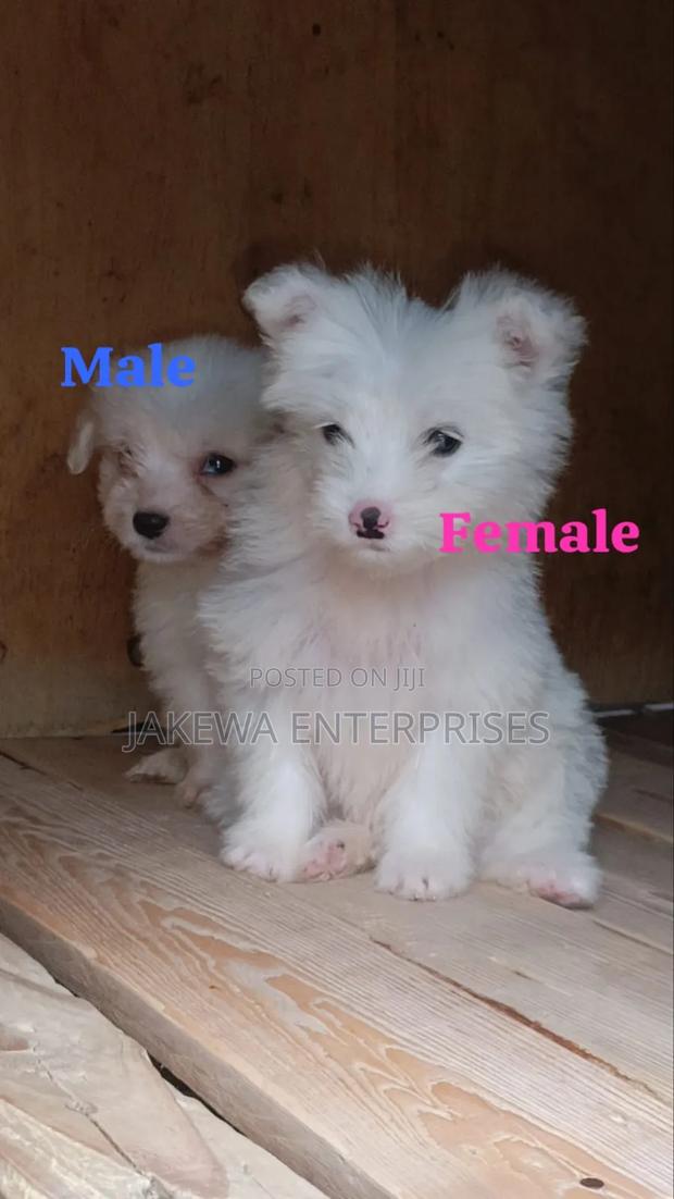 1-3 months Male Purebred Havanese