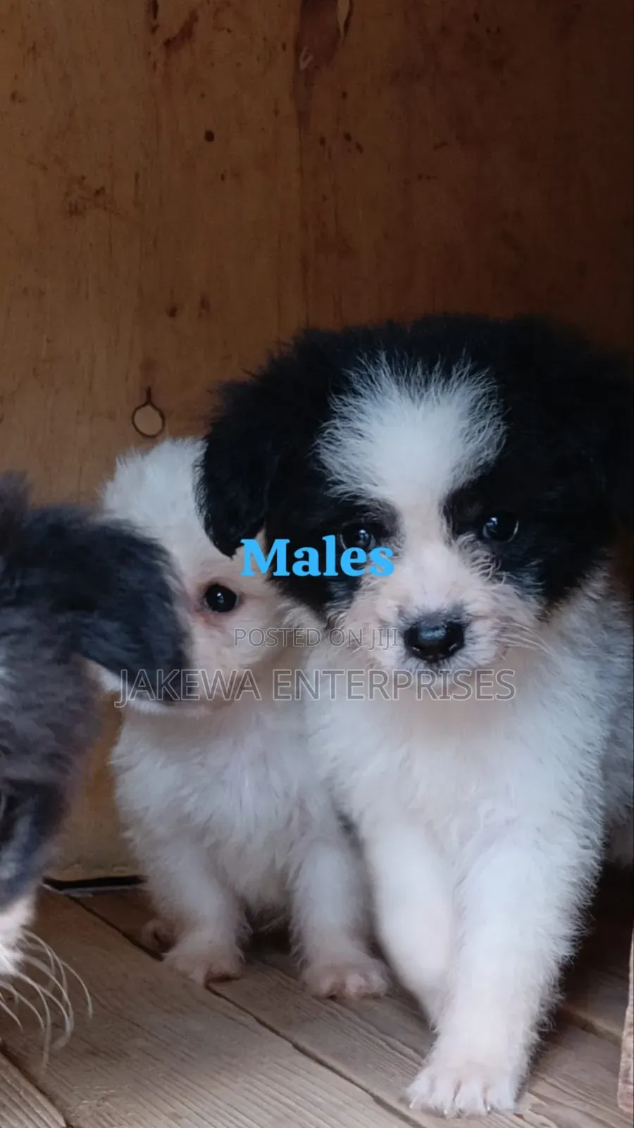 1-3 months Male Purebred Havanese